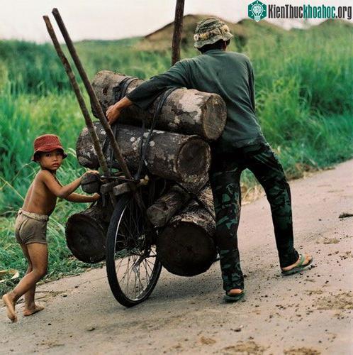 Giúp bố thồ gỗ.