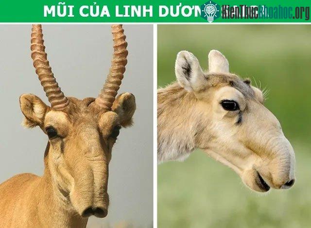 Linh dương Saiga