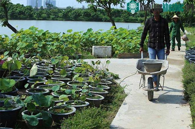Trung tâm trồng và nghiên cứu sen tại Gia Lâm