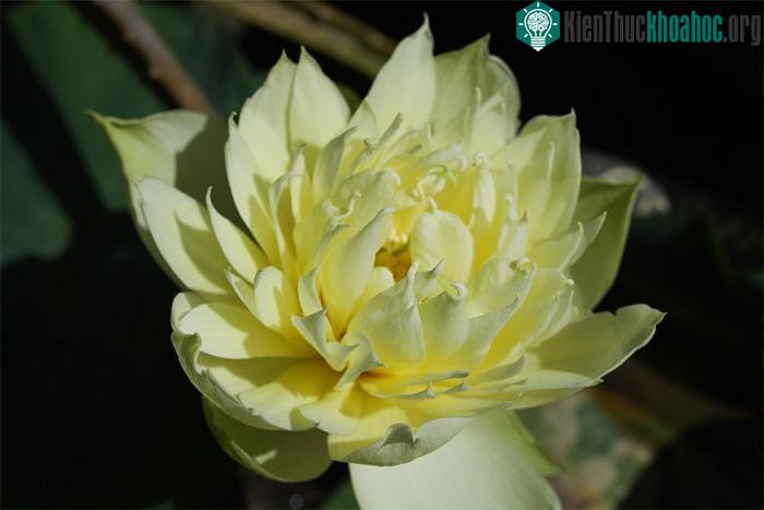 Một bông sen vàng chi chít cánh