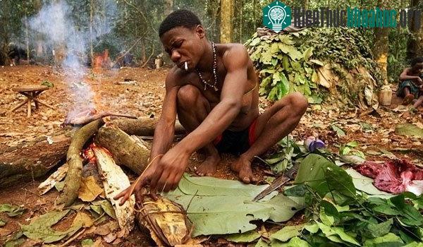 Họ thường sống sâu trong rừng rậm nhiệt đới tại châu Phi.