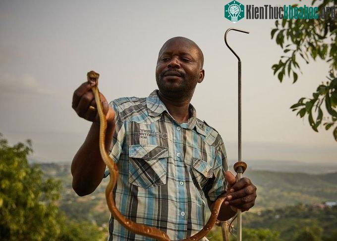 Francois Nsingi, kỹ thuật viên ở Trung tâm kháng nọc độc