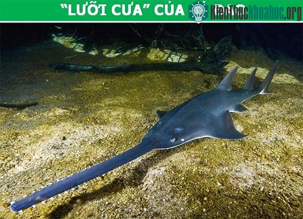 Miệng của cá đao