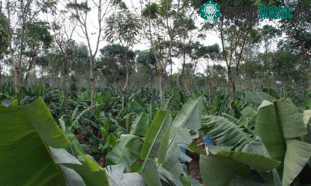 Cây xanh sẽ cải thiện chất lượng môi trường, làm tăng lượng mưa.