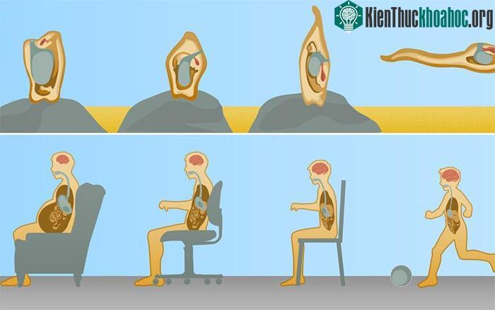Hình ảnh so sánh châm biếm về con hải tiêu với con người.