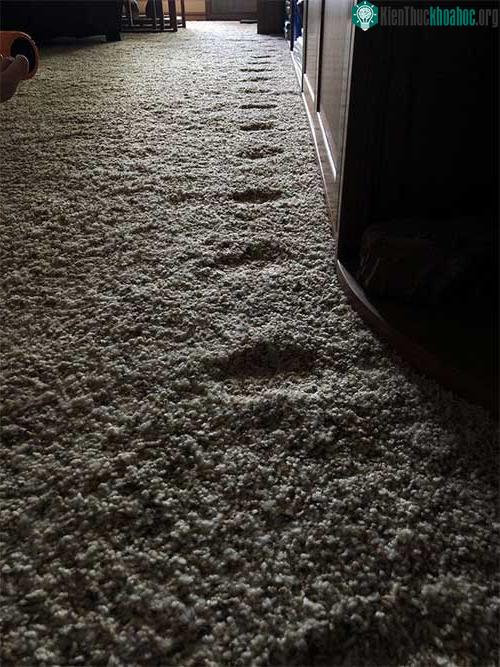Đây là những vết lõm tạo ra bởi bàn chân của con mèo