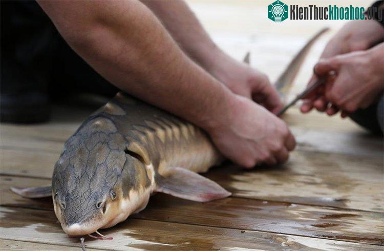 Cá tầm mũi ngắn