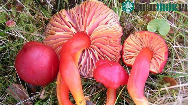 Nấm Splendi waxcap