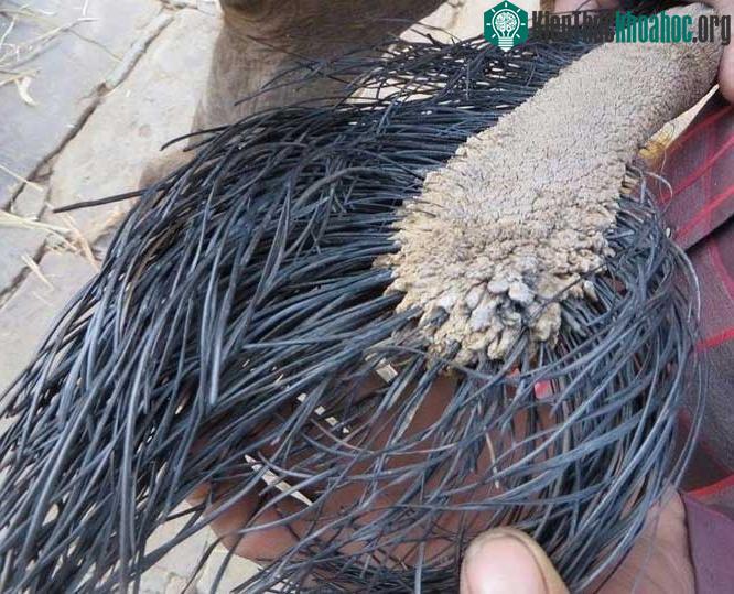 Lông đuôi của một con voi.