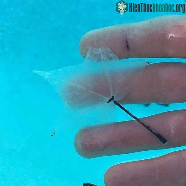 Ở dưới bể bơi quá lâu khiến sắc tố rơi rụng hết khỏi chiếc lá