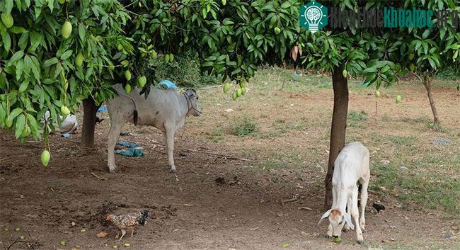 Những con bò bị ép buộc phải ăn duy nhất một loại lá là lá xoài cực kỳ gày mòn, đau đớn, khổ sở.