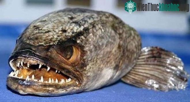 Ở Úc, loài cá này đã được phát hiện săn chim, động vật gặm nhấm và thậm chí cả rắn.