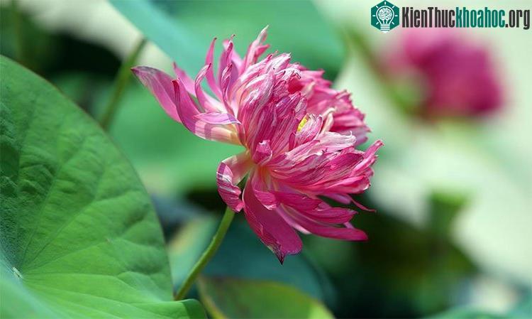 Huyết sen khi nở bung các cánh hoa thường có độ cong đều