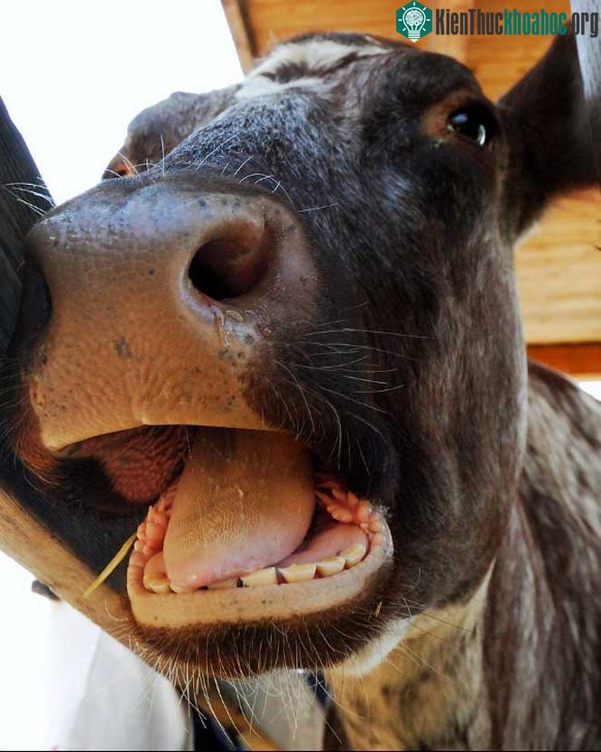 Bò không có hàm răng trên.