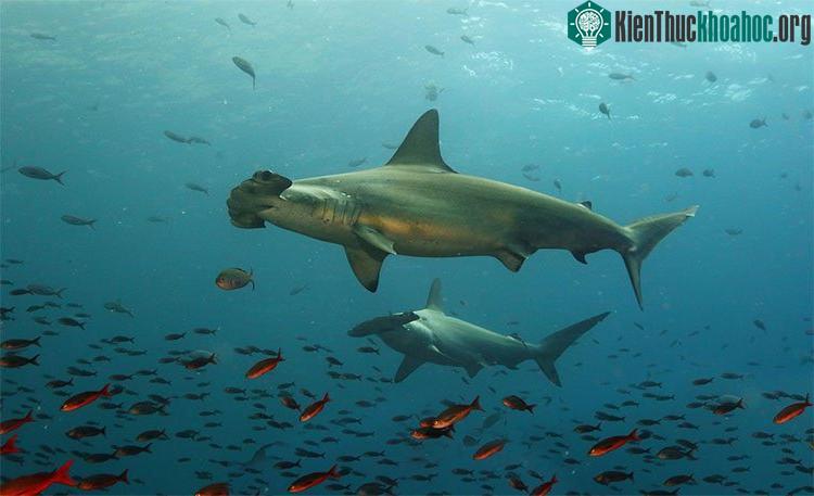 Nhiệt độ đại dương thời cổ đại nóng hơn Trái đất nhiều
