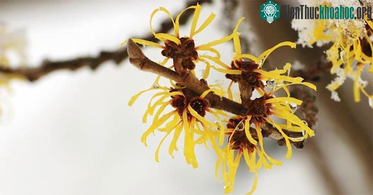Hình ảnh loài cây Hamamelis Mollis.
