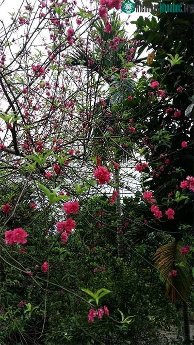 &nbsp;Hoa đào trong vườn nhà người dân ở Hà Nội nở hoa vào sáng 21/8.&nbsp;
