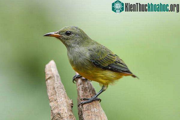 Chim sâu rất nhanh nhẹn và linh hoạt.
