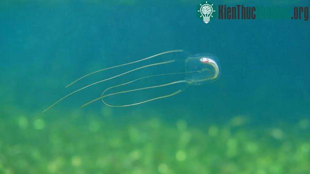 Đây loài sứa cực nguy hiểm, đến tinh trùng của nó cũng có tên cực kinh dị ảnh 0