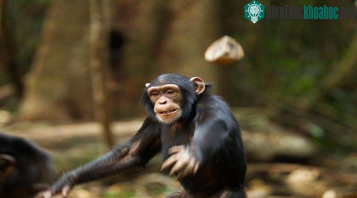 Hành động ném phân này chỉ thường được nhìn thấy trong các quần thể nuôi nhốt.