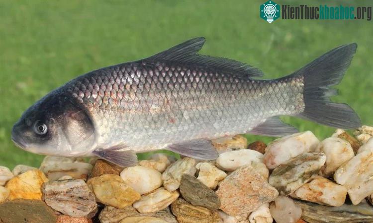 Cá trâu miệng lớn là loài bản địa Bắc Mỹ, có thể nặng 36kg khi trưởng thành.