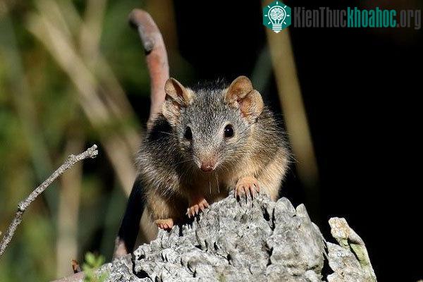 Một chú Antechinus đực khiêm nhường… trước khi "lâm trận".