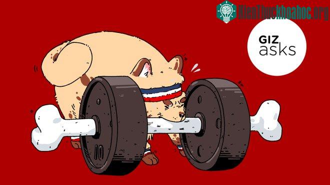 Có những bằng chứng cho thấy động vật tập thể dục để cảm thấy thoải mái.