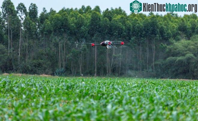 Một chiếc máy bay không người lái đang làm nhiệm vụ trừ hại cho nhà nông. (Ảnh: XAG).
