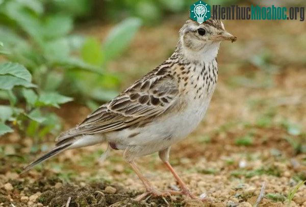 Chim sơn cá có bộ lông xỉn màu, thường có màu nâu, vàng nhạt hoặc nâu hung.