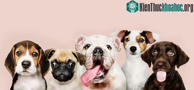 Cấu trúc não bộ của chó thay đổi sâu sắc khi chúng sống bên cạnh con người.