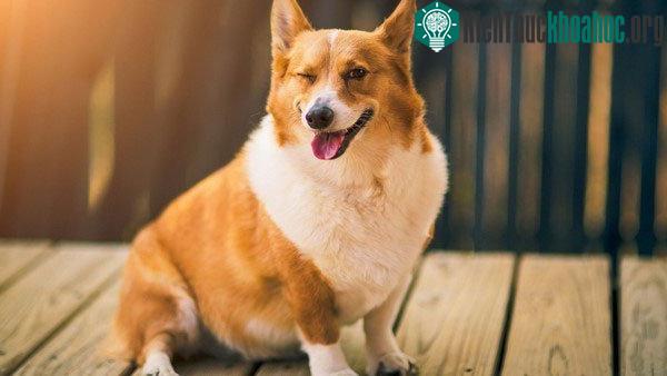 Chó Corgi xuất hiện cách đây khoảng 3.000 năm tại xứ Wales.