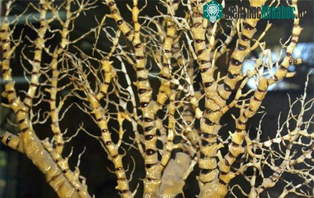 Trên thế giới, san hô trúc phân bố ở các đảo thuộc trung tâm Thái Bình Dương - Ấn Độ Dương.