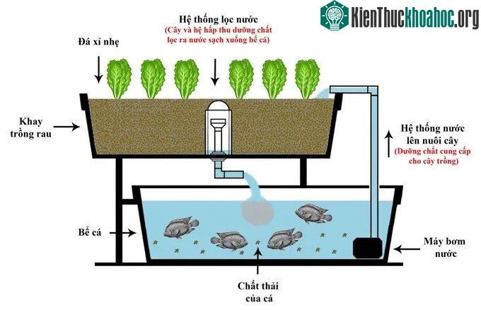 Mô hình kết hợp nuôi cá và trồng rau thủy canh.