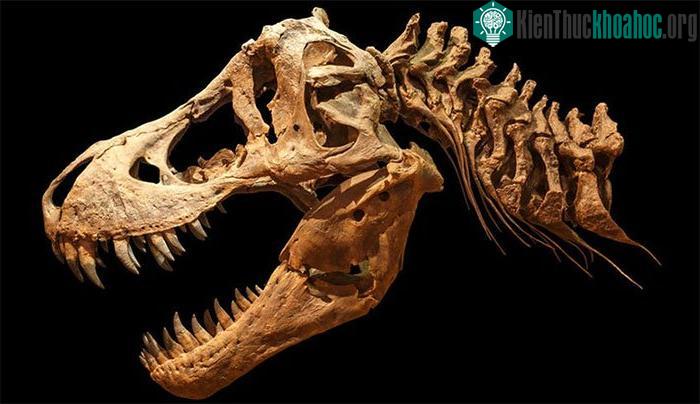 Hộp sọ T-Rex. (Ảnh: Sciencedaily).