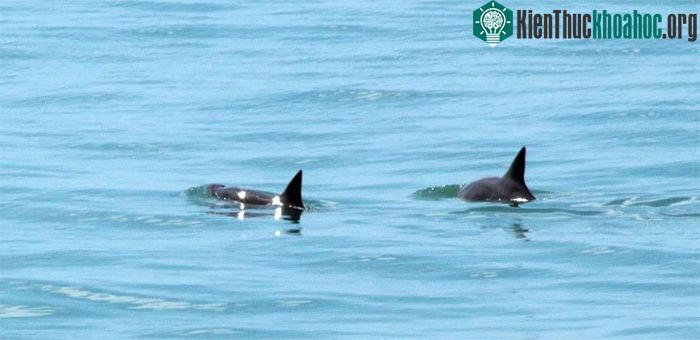 Cá heo vaquita được tìm thấy ở vùng Vịnh California, Mexico ngày 3/9/2019.