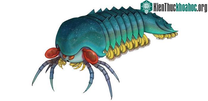 Hình ảnh mô tả loài sinh vật có tên Mollisonia plenovenatrix.