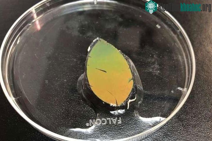 Da nhân tạo có thể tự chuyển màu.