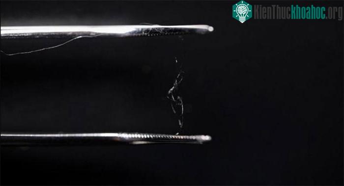 Các nhà khoa học đã kết hợp protein tơ tằm với sợi cellulose gỗ để tạo ra một vật liệu composite mới.