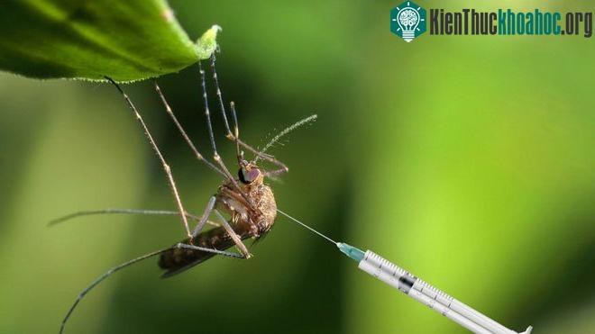 Muỗi cái không chịu "yêu đương" với muỗi đực biến đổi gene, dự án tiêu diệt loài muỗi thất bại ảnh 0