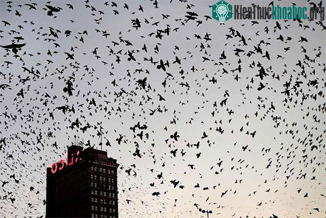Các loài chim sống ở đồng cỏ bị ảnh hưởng nhiều nhất. (Ảnh: REUTERS).