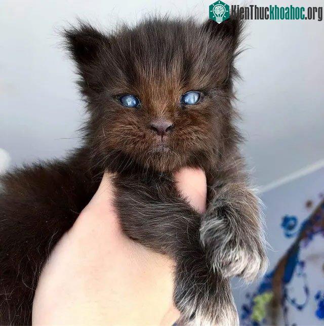 Mèo Maine Coon