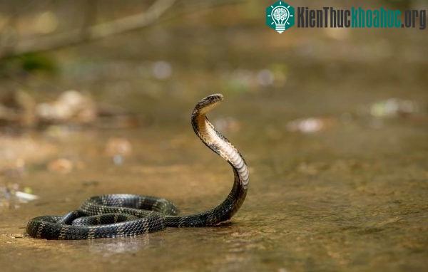 Rắn hổ mang chúa dành gần một phần tư thời gian của chúng trên cây hoặc trong bụi rậm.