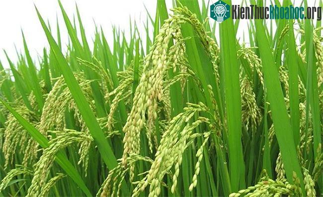Có 4 giống lúa đặc trưng khả năng chống oxy hóa cao.