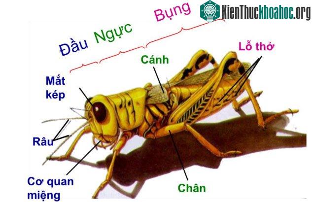 Sự thật về châu chấu mà ít người biết ảnh 1