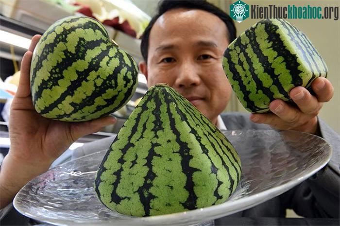 Hình dạng trái cây, rau củ hoàn toàn mới nhưng có thể kèm theo hương vị khó chịu.