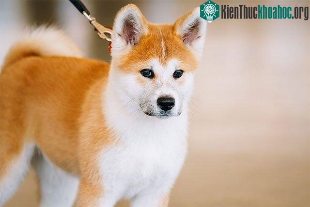 Chó Akita