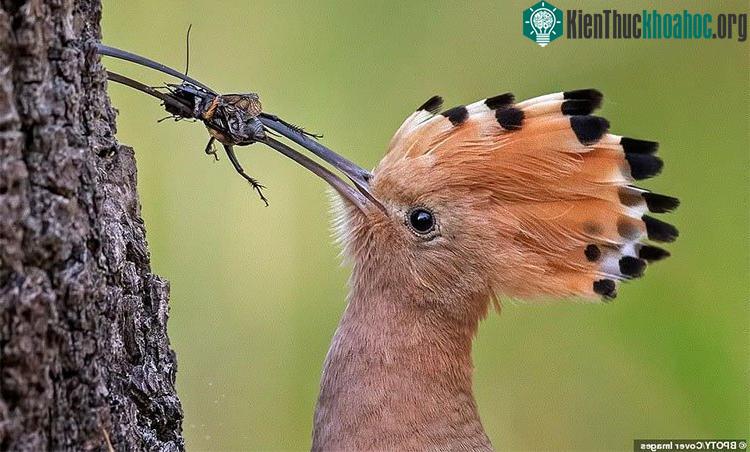 Chim Hoopoe châu Âu