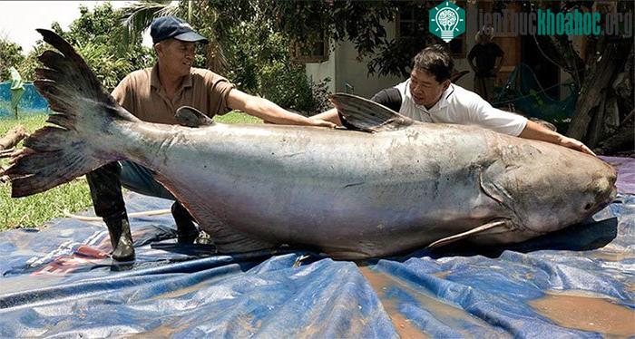 Cá da trơn khổng lồ sông Mekong