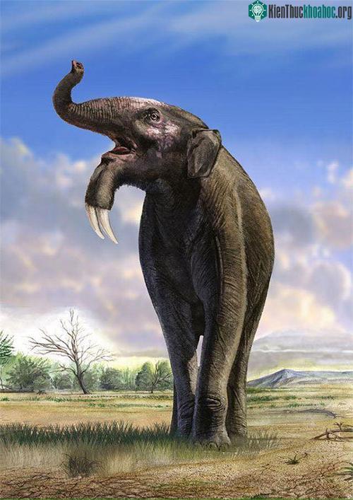 Đặc điểm điển hình nhất của Deinotherium là một cặp ngà nhưng vẫn chưa rõ mục đích của chúng tồn tại để làm gì.