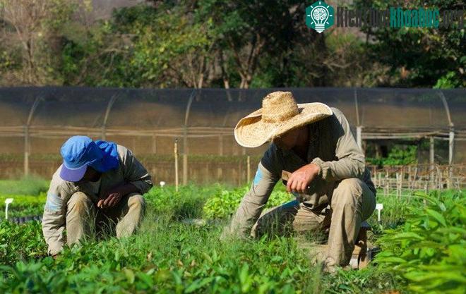 Một dự án trồng cây tại Brazil của Ecosia. (Ảnh: Ecosia).